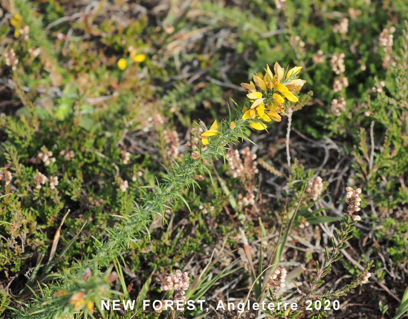 Gorse, Dwarf plant